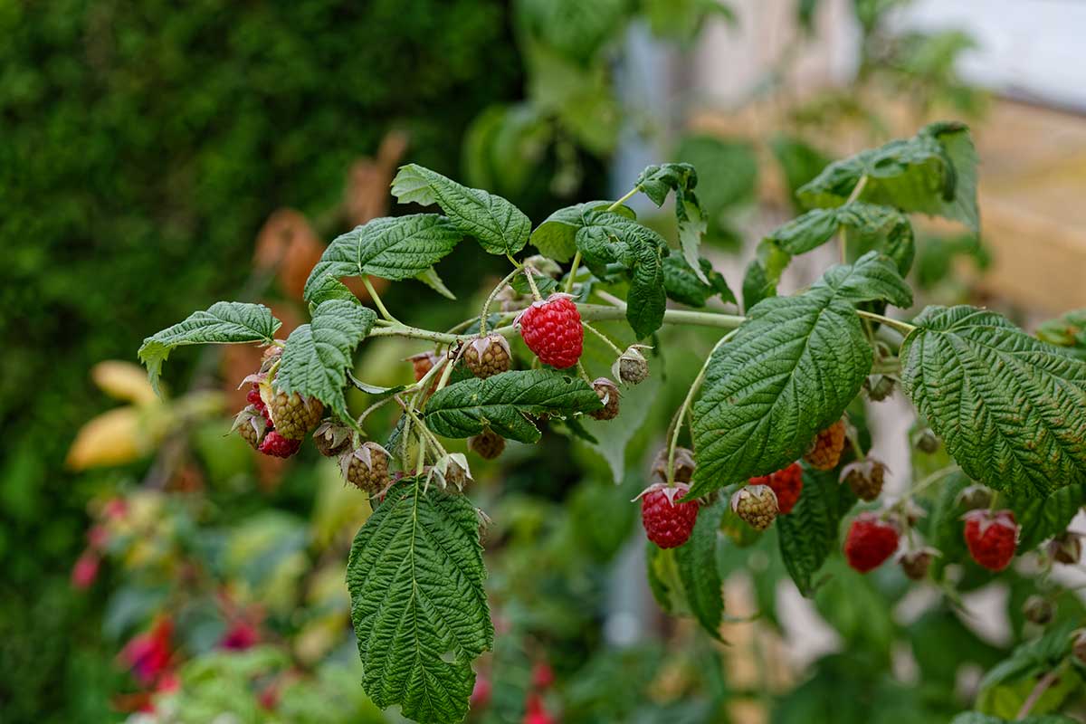 taille de votre framboisier en été