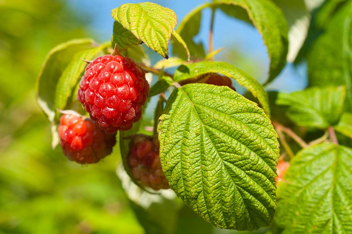 taille du framboisier en été