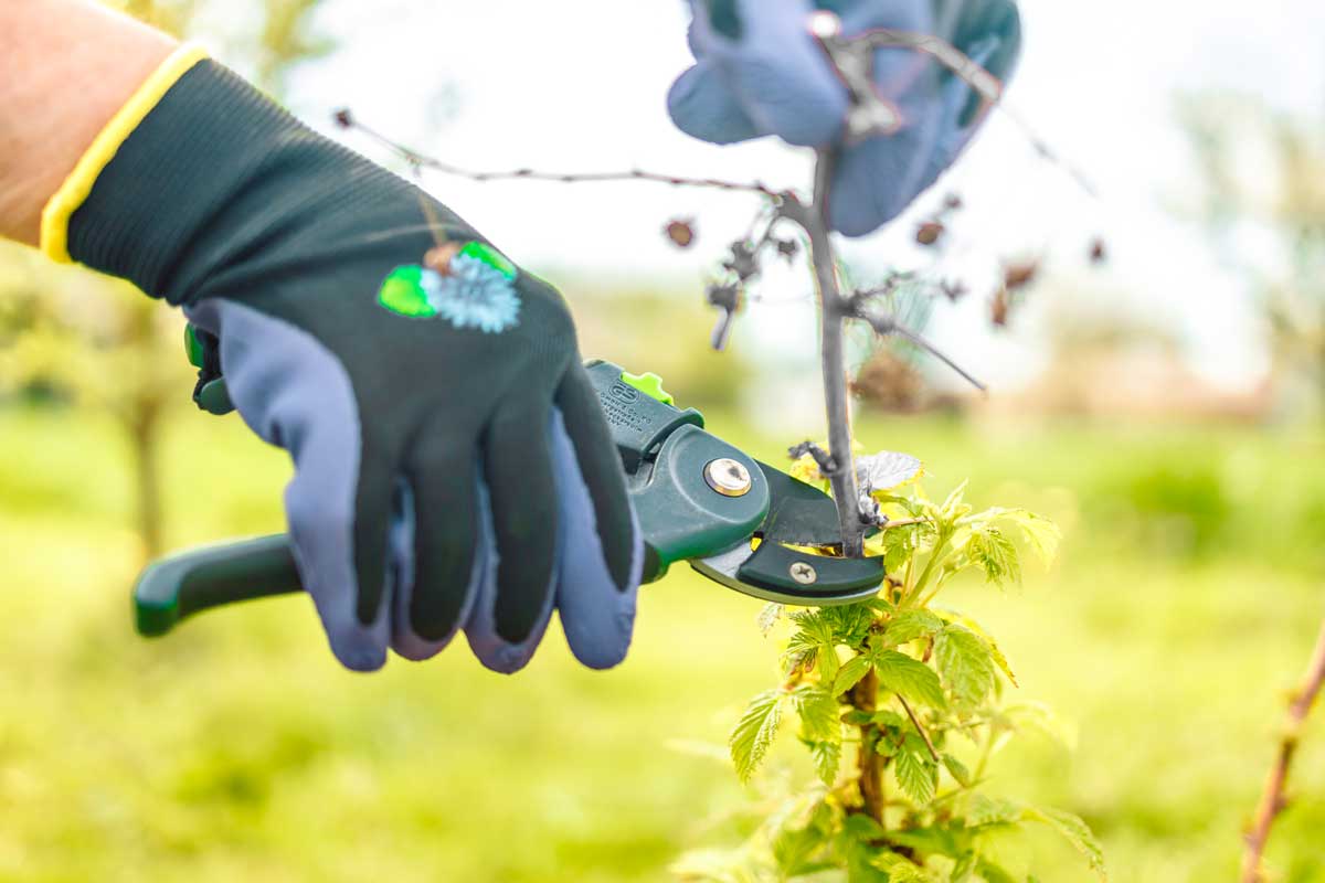 tailler les plantes desséchées par la chaleur