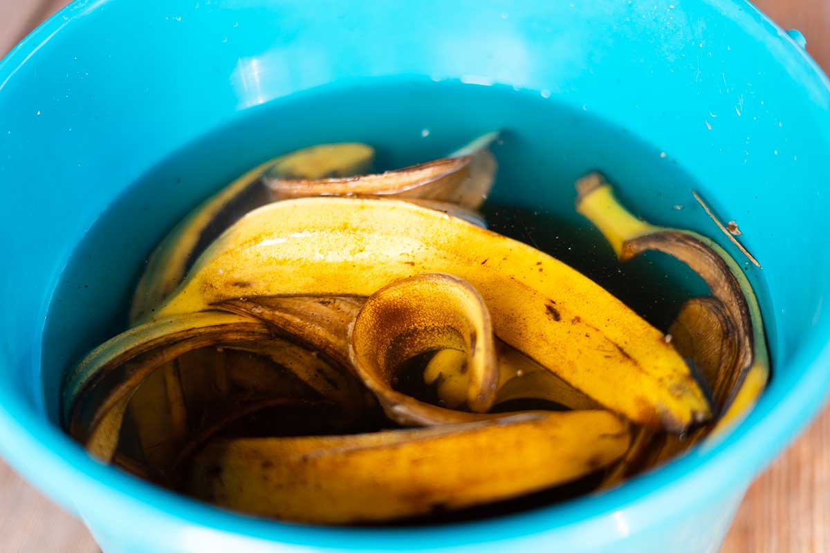 thé à la peau de banane, engrais naturel pour plantes et fleurs