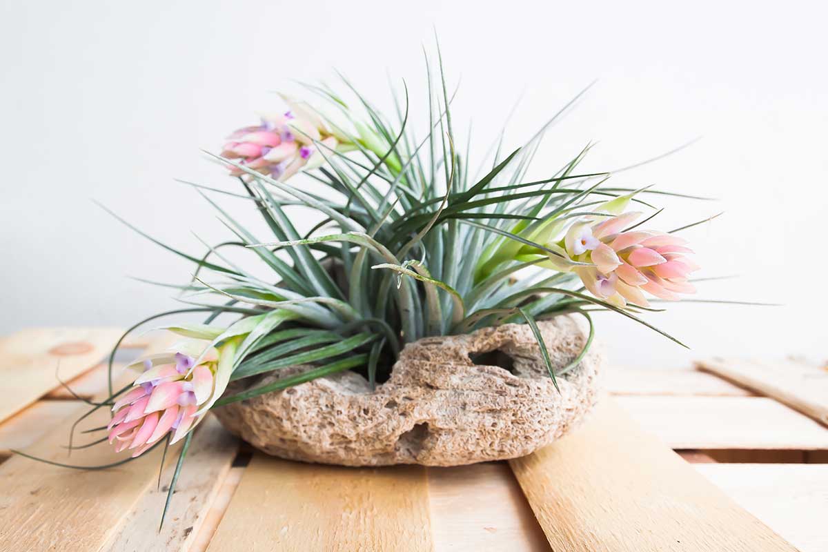 Tillandsia comme centre de table.