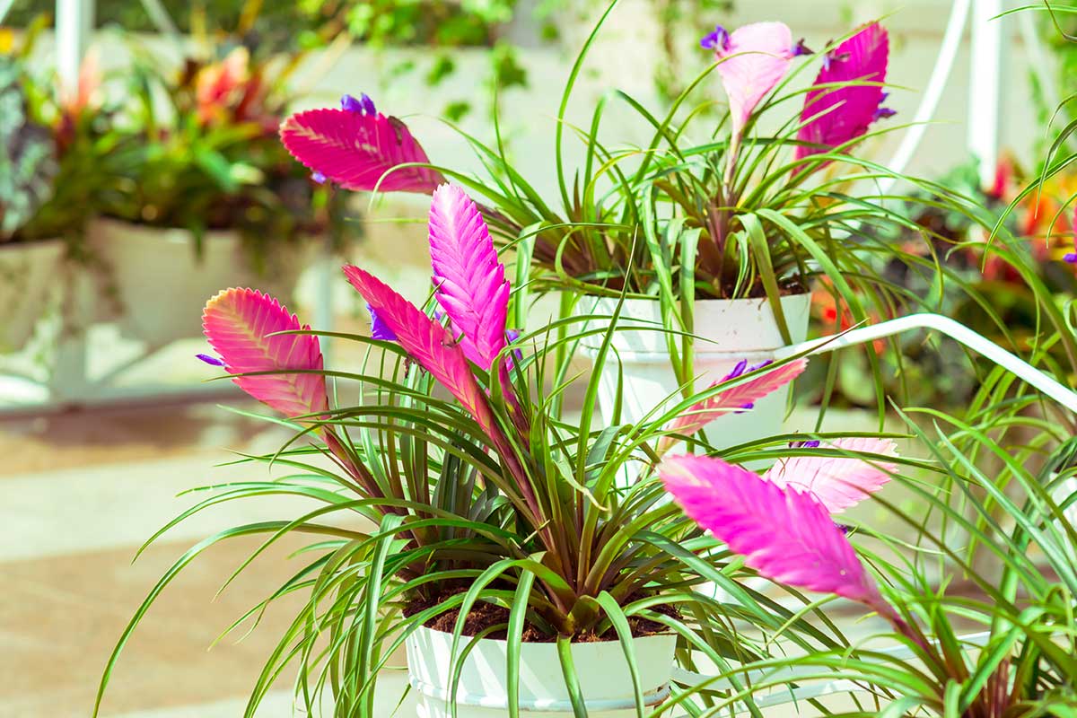 Tillandsia, également connue sous le nom de "fille de l'air"