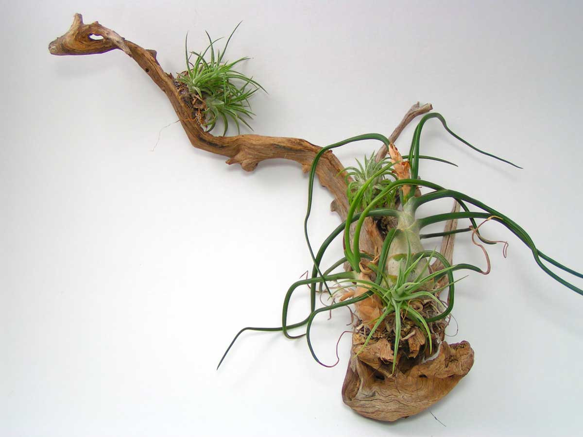 Tillandsia, fille de l'air