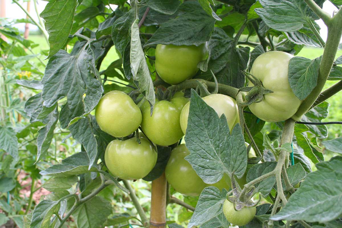 tomates ne rougissent pas