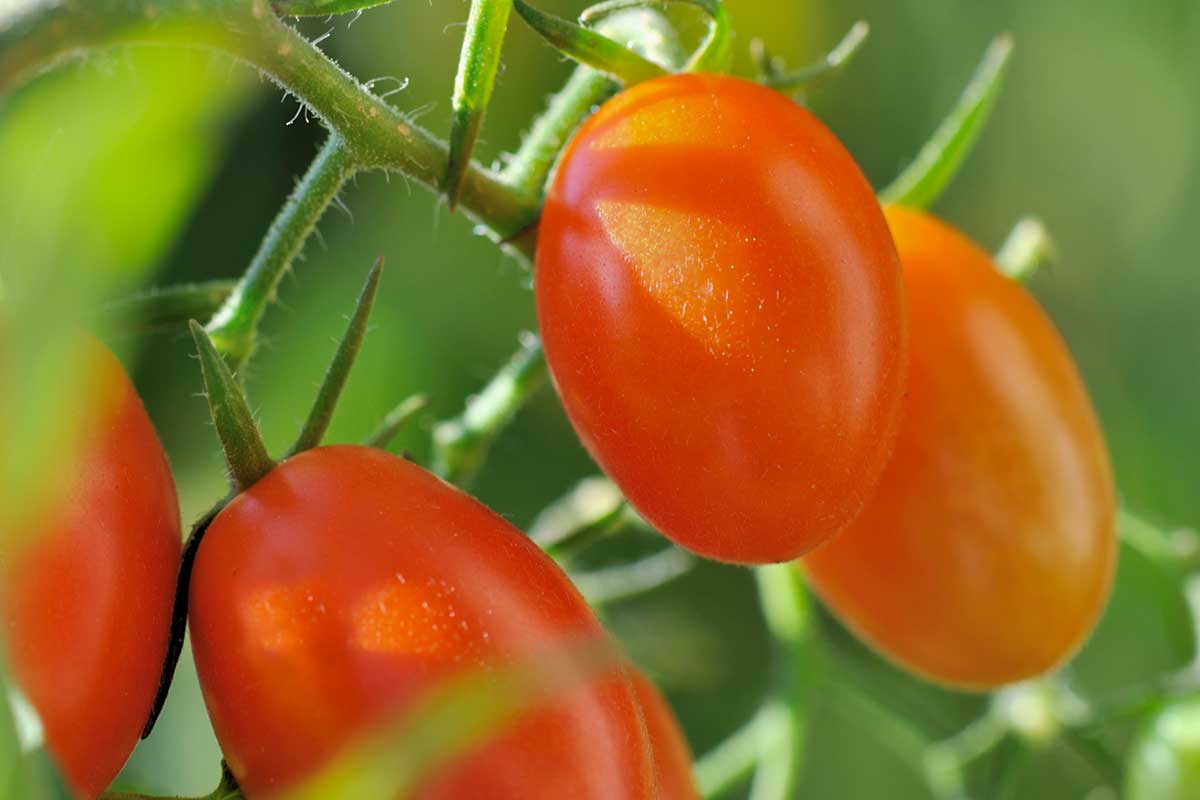 placer une tuile à côté de ses tomates