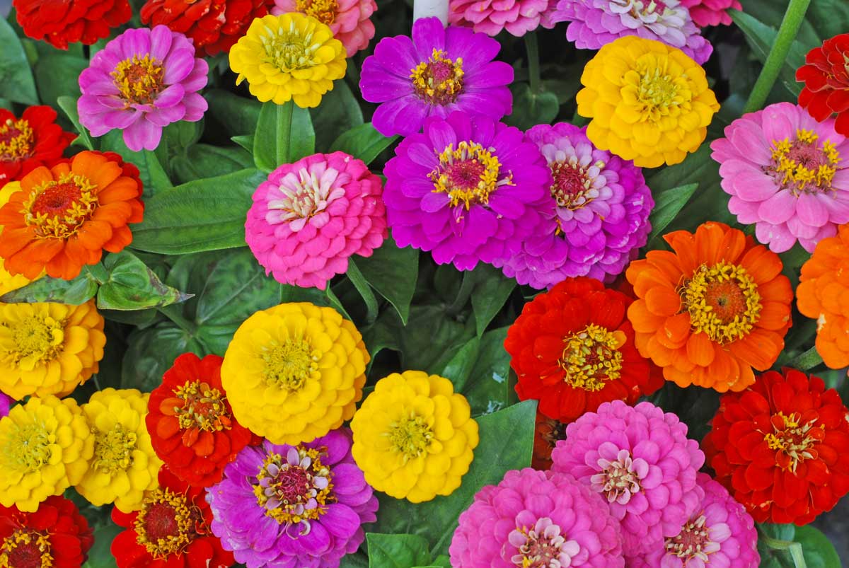 Zinnias, fleurs colorées en été.