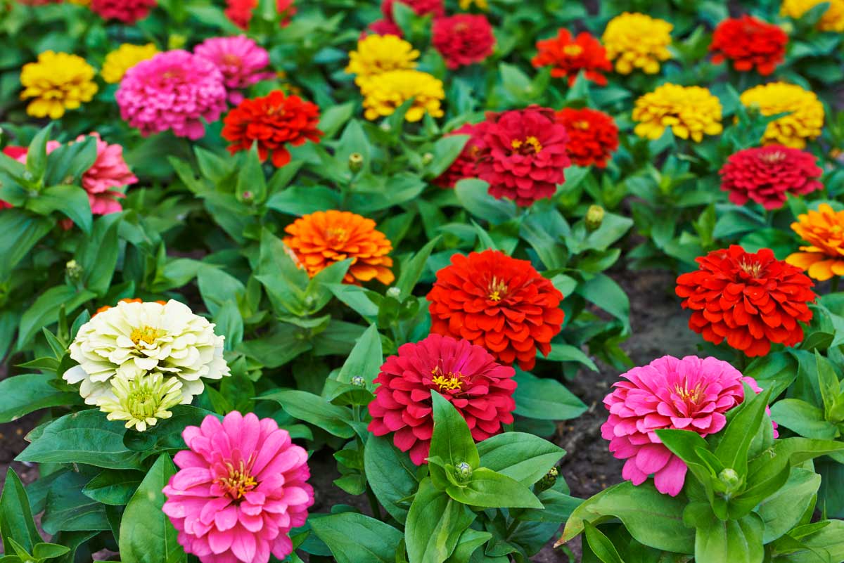 Zinnias