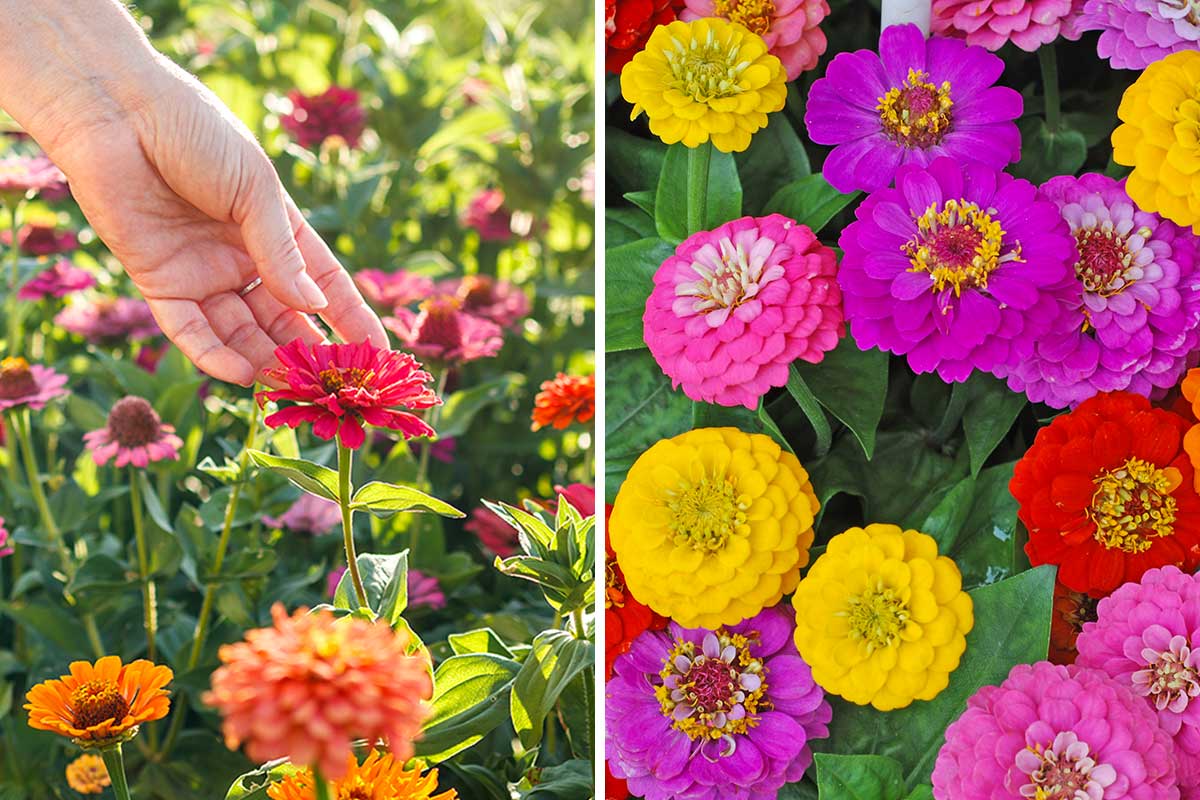 Zinnia, fleurs de jardin pendant l'été.