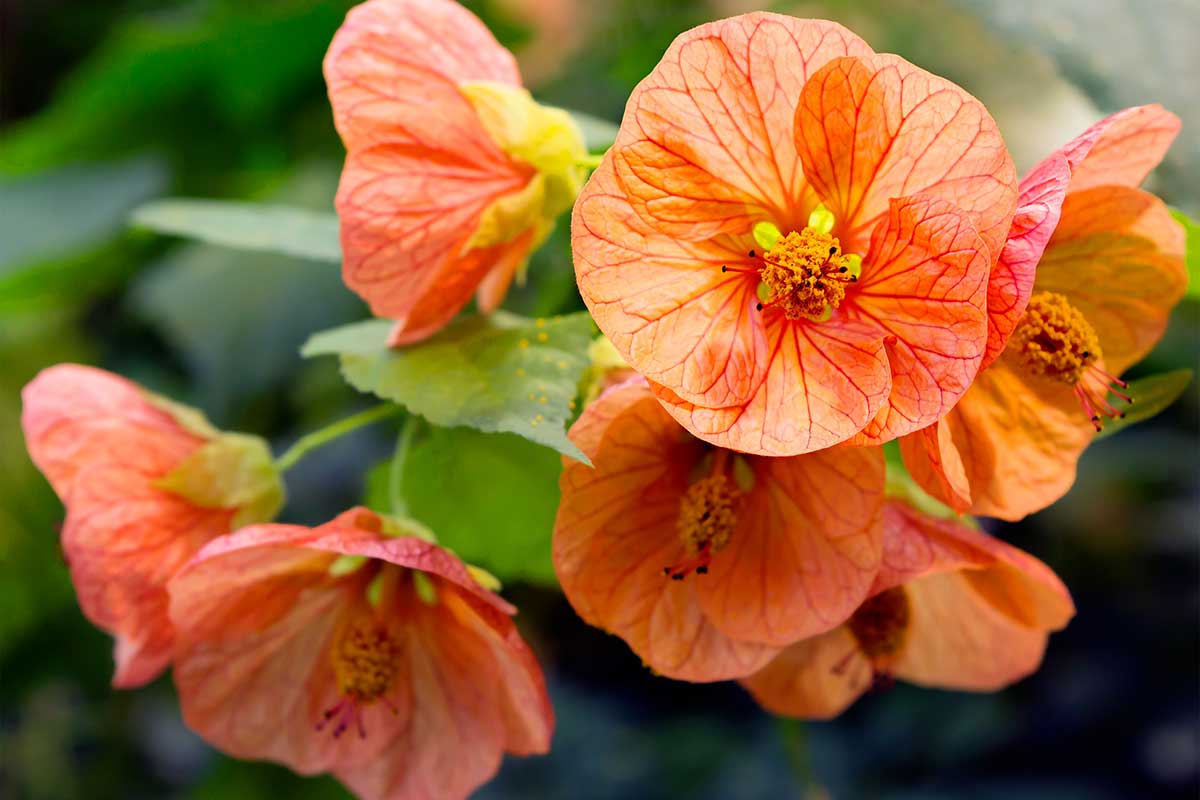 Abutilon