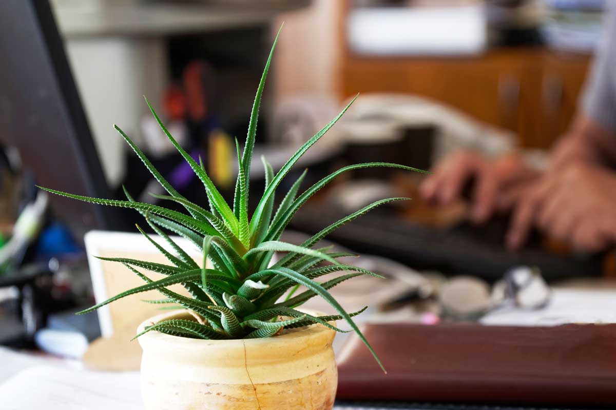 Aloe vera en pot dans le salon.