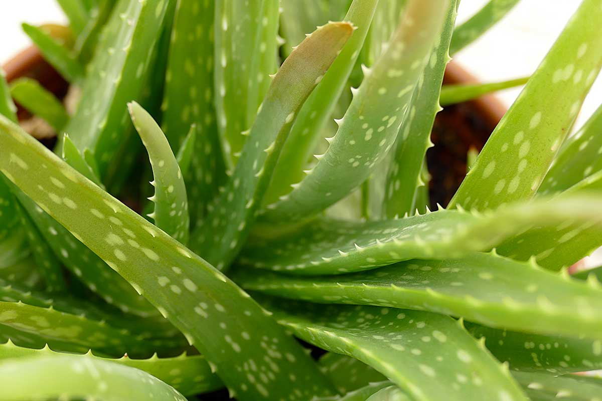 Aloe vera