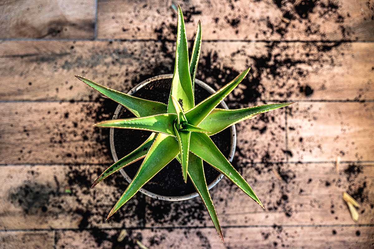 Aloe vera sur la terrasse