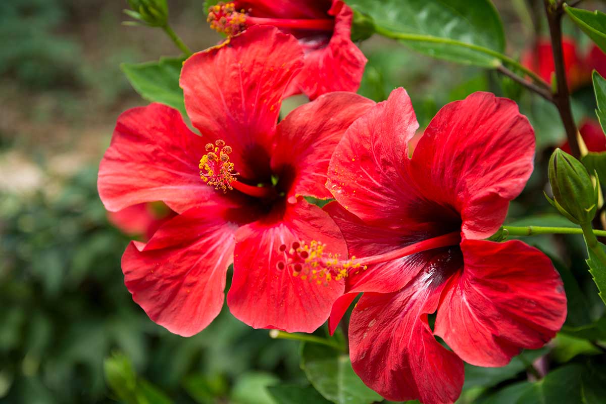 Hibiscus refuse de fleurir.