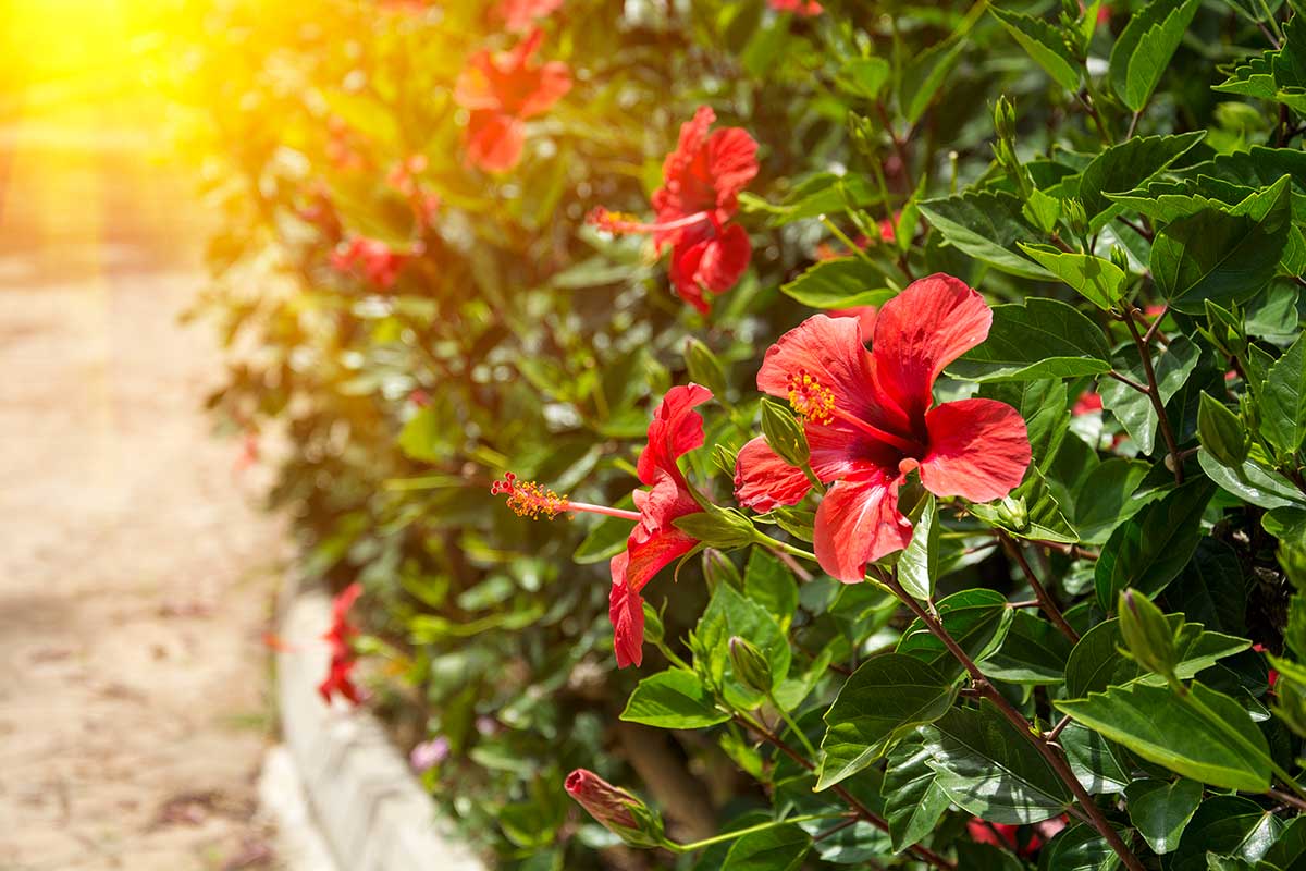 Hibiscus refuse de fleurir.