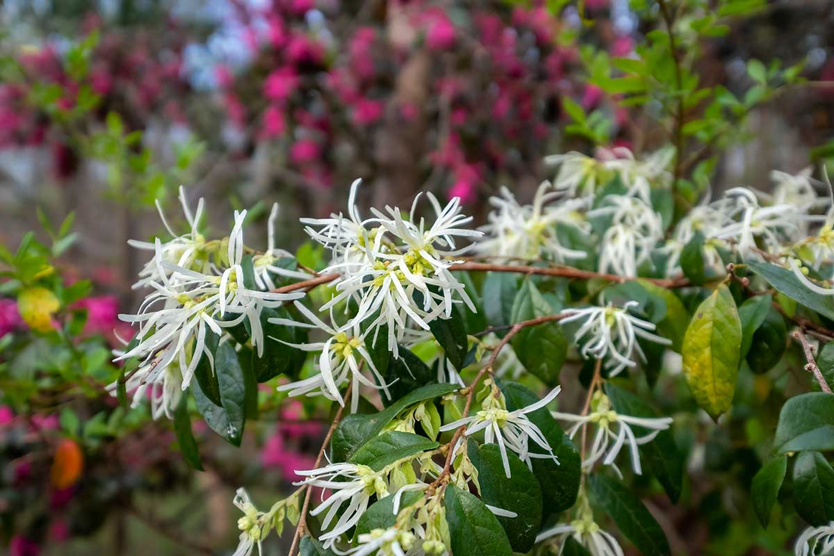 Loropetalum