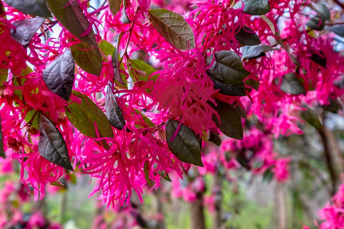 Loropetalum fleur chinoise