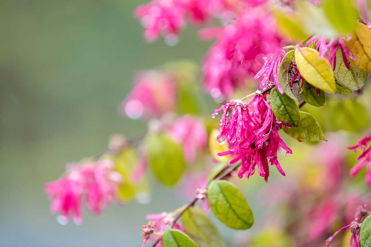 Loropetalum fleur chinoise