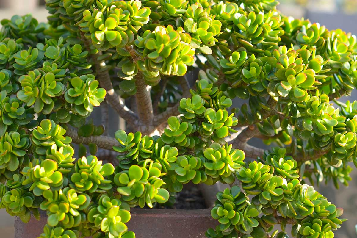 arbre de jade en été