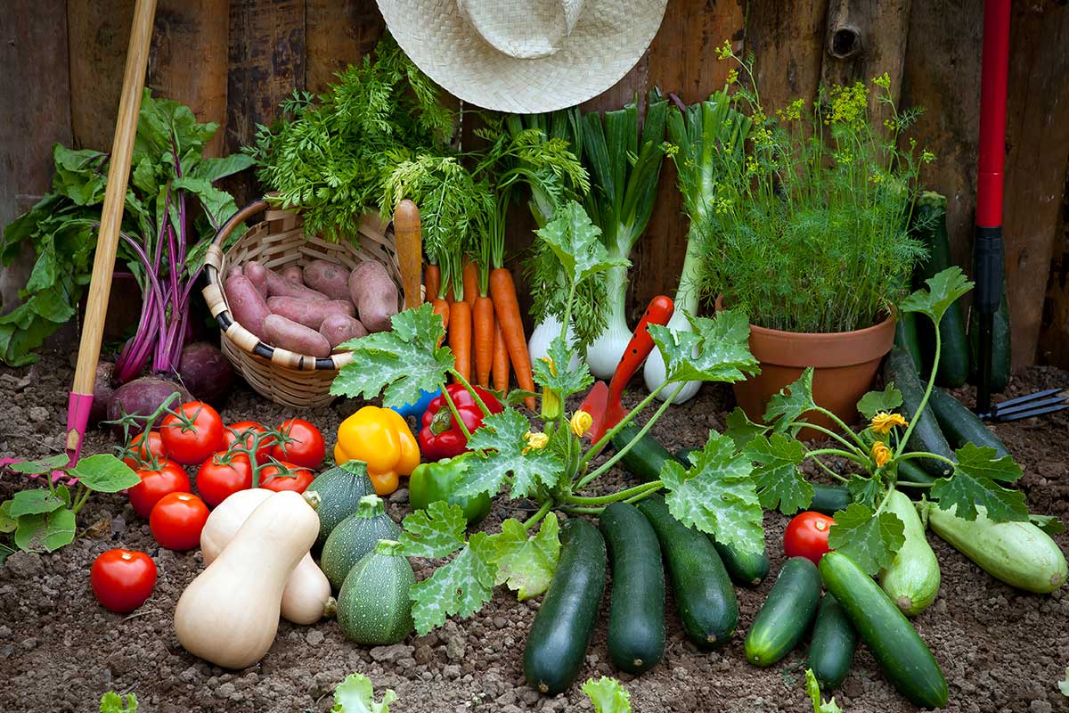 Augmenter la production du potager.