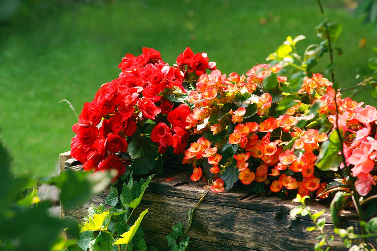 Bégonias en été