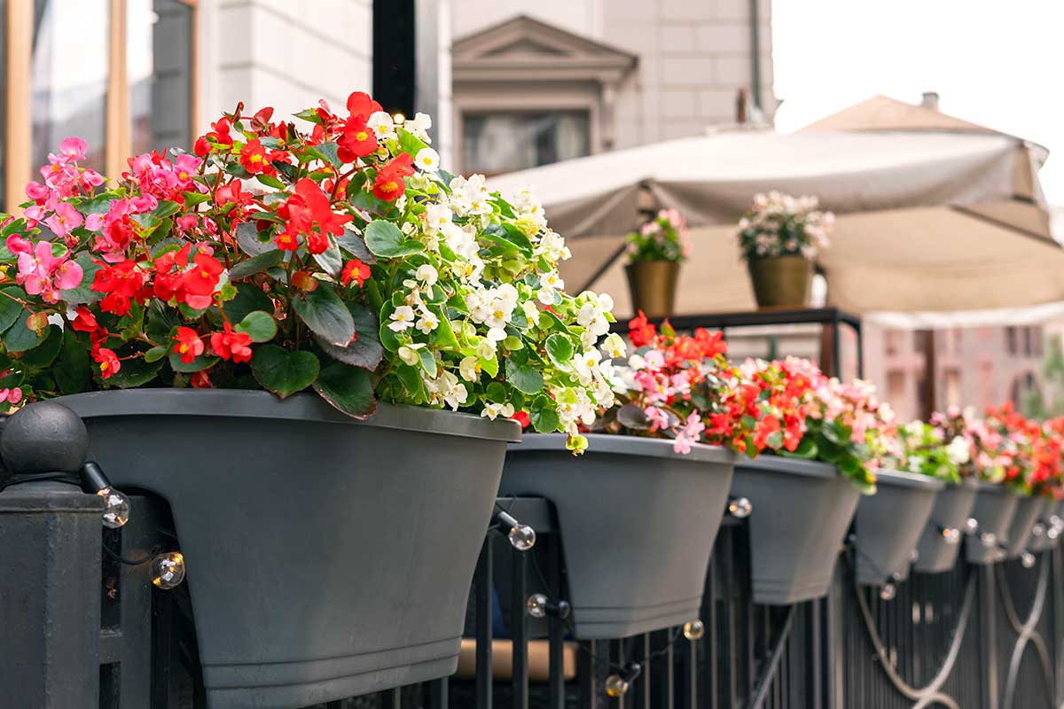 bégonias en pot