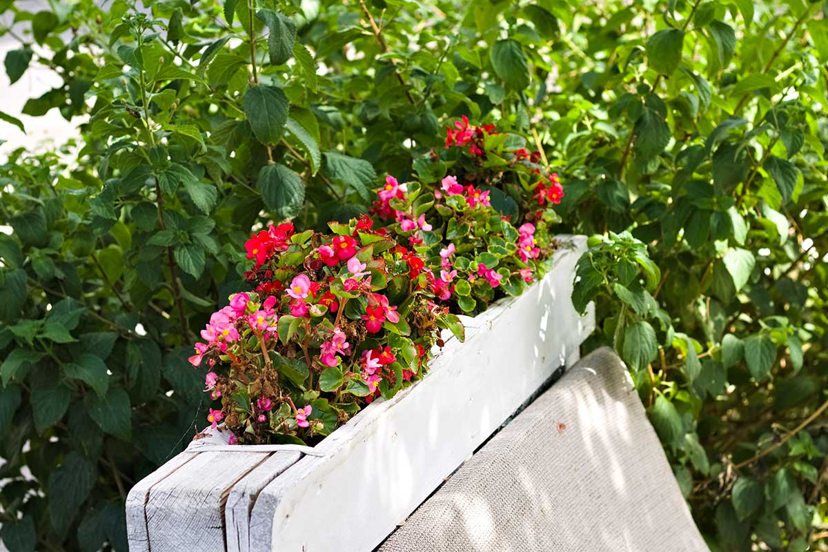 bégonias en pot culture 