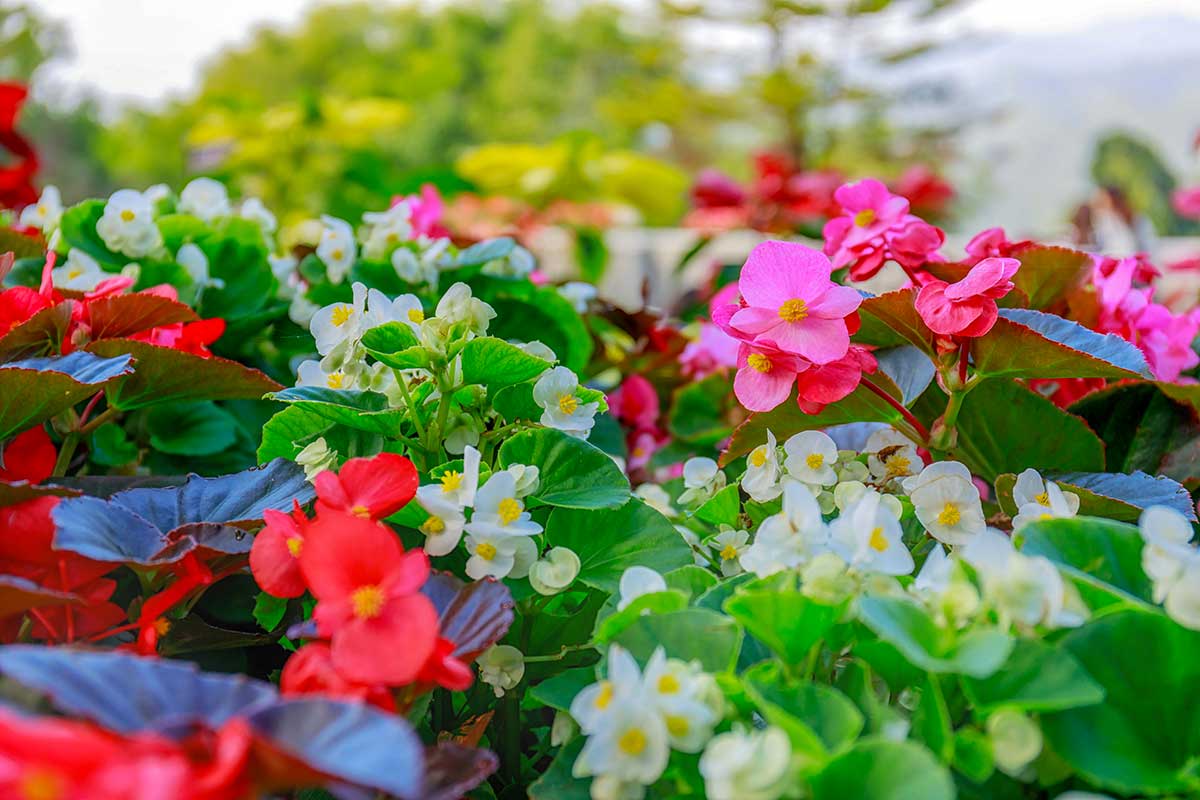 bégonias semperflorens dans le jardin