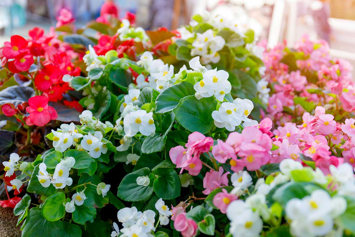 bégonias semperflorens