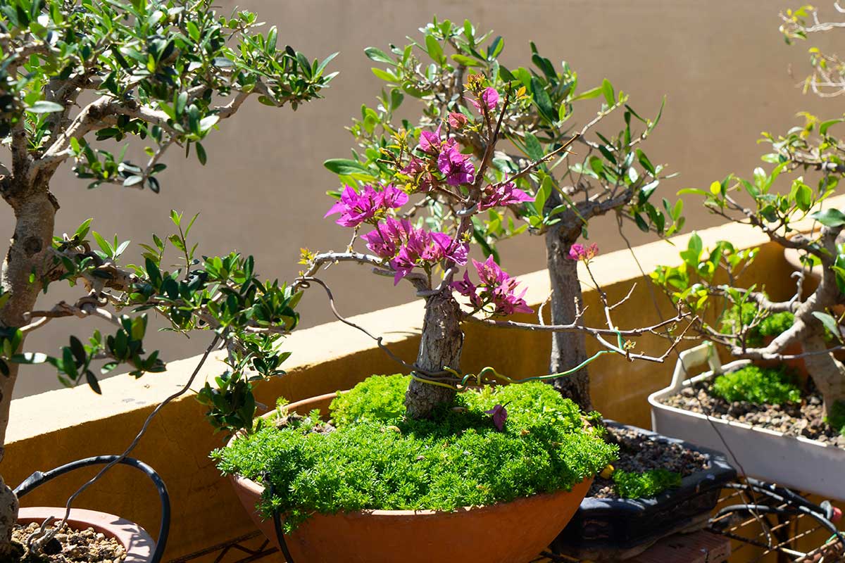 bonsai de Bougainville