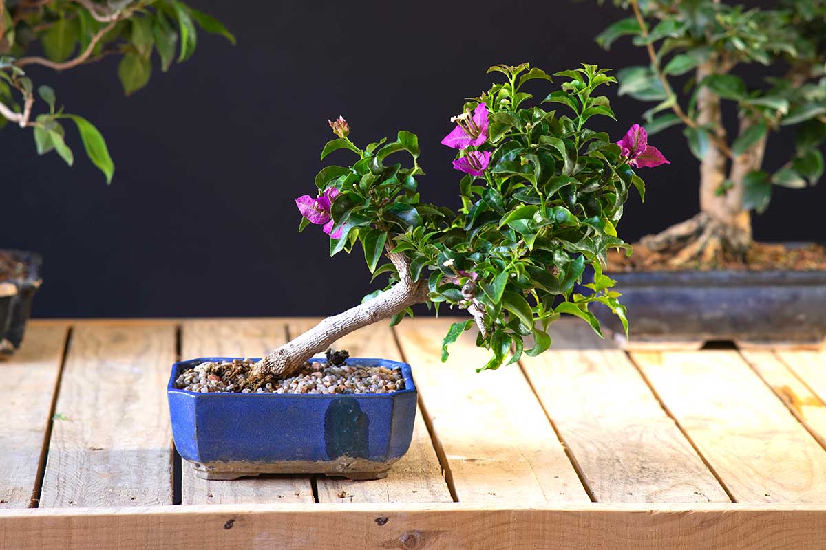 Bonsai de Bougainville