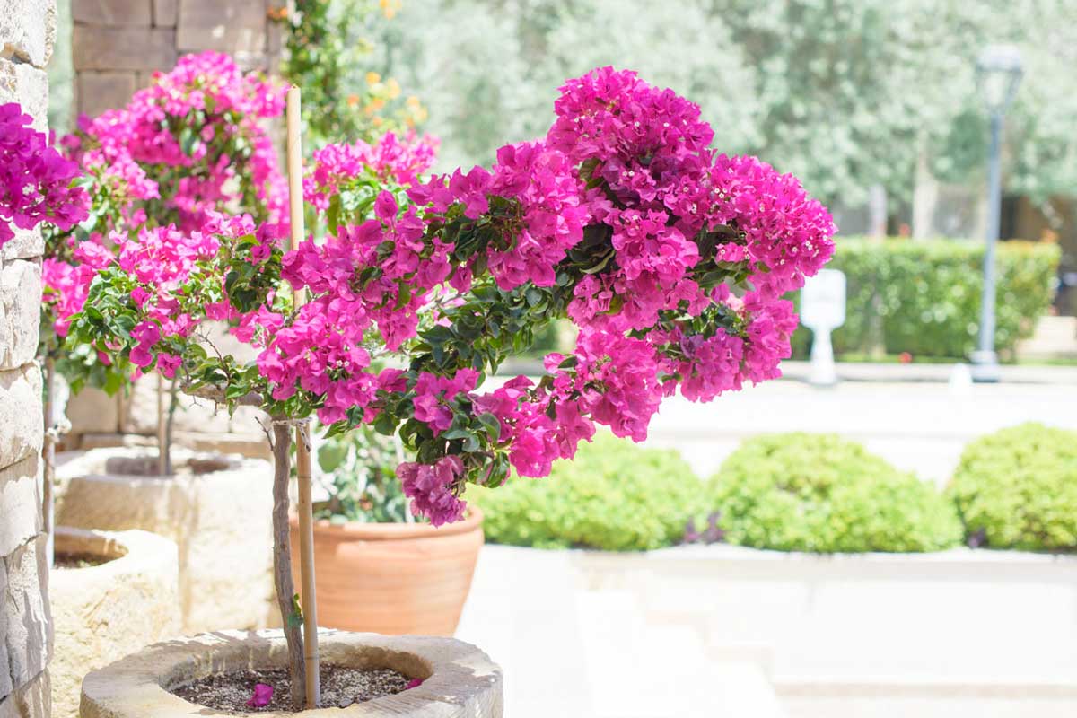 Bougainvillier en pot.