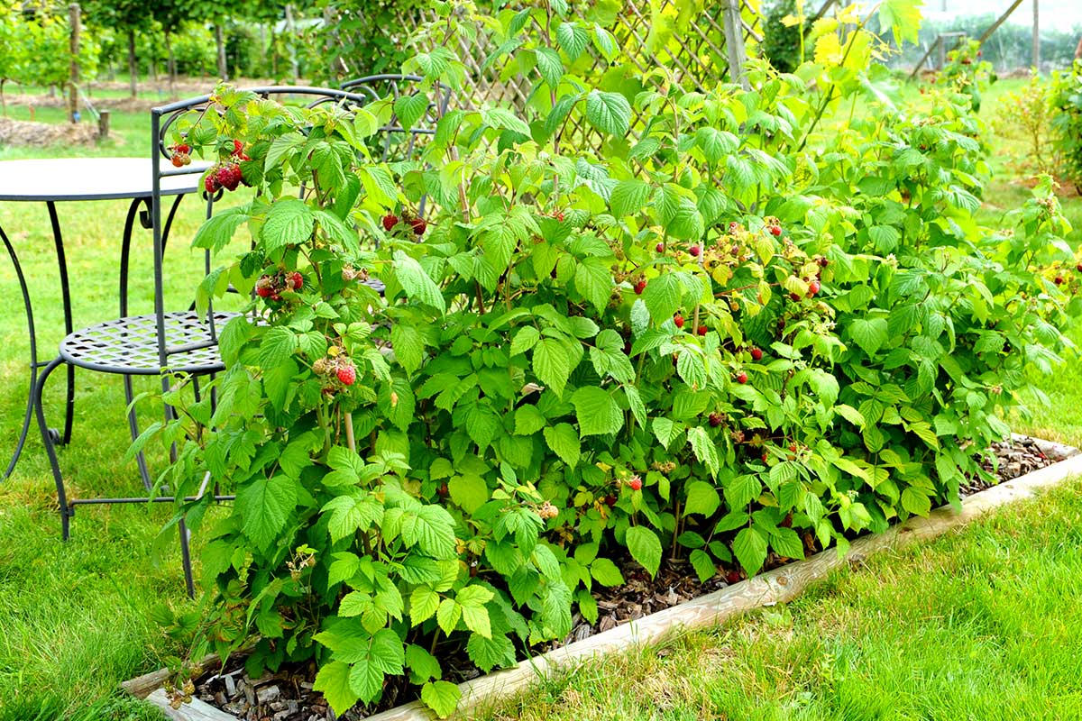 framboisiers en été