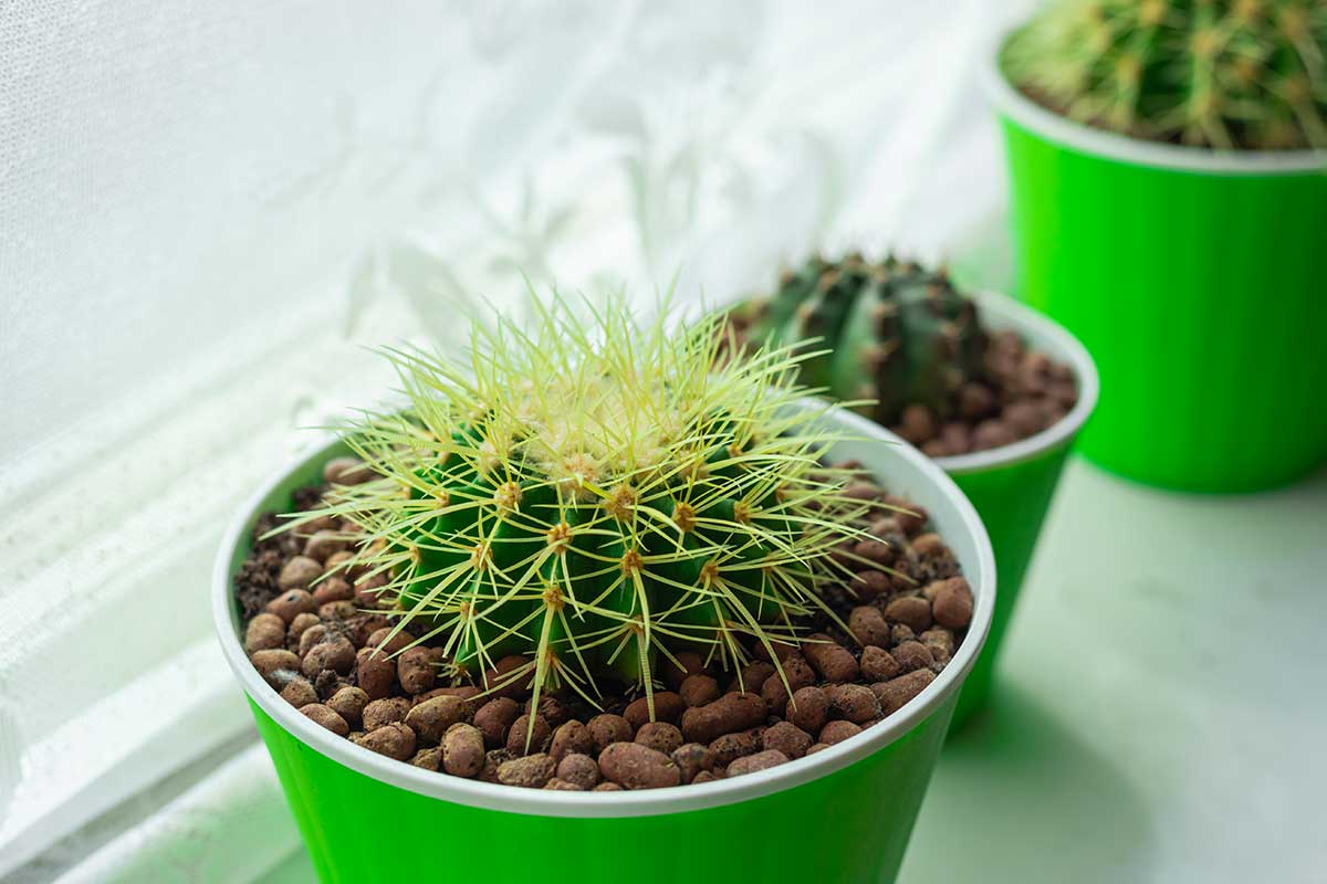 cactus parfaits pour intérieur