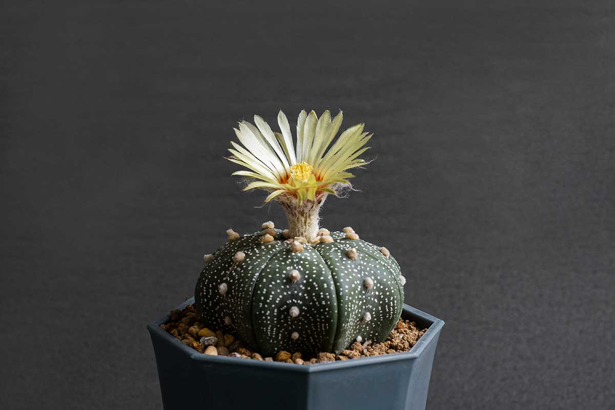 Astrophytum asteria