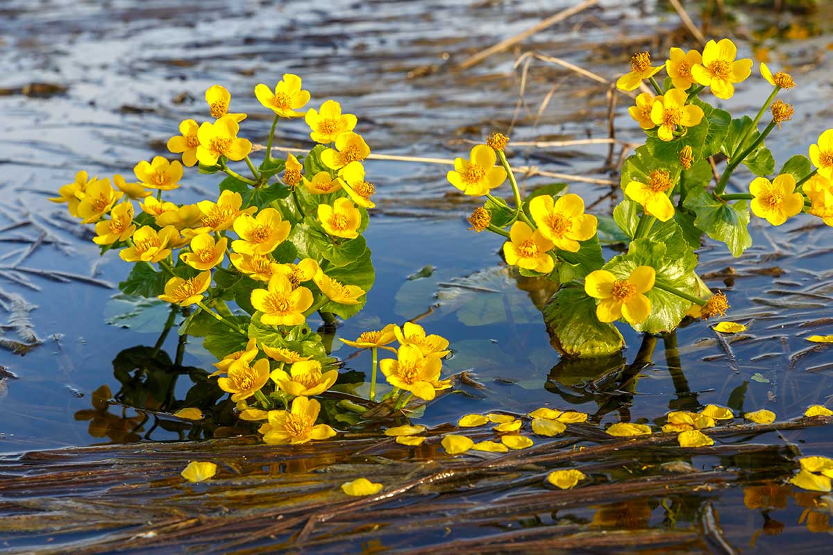 Caltha Palustris