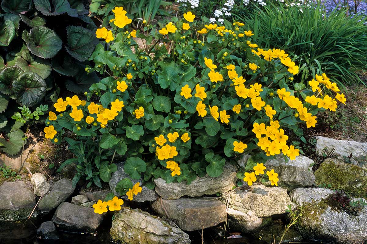 Caltha Palustris entourée de pierres