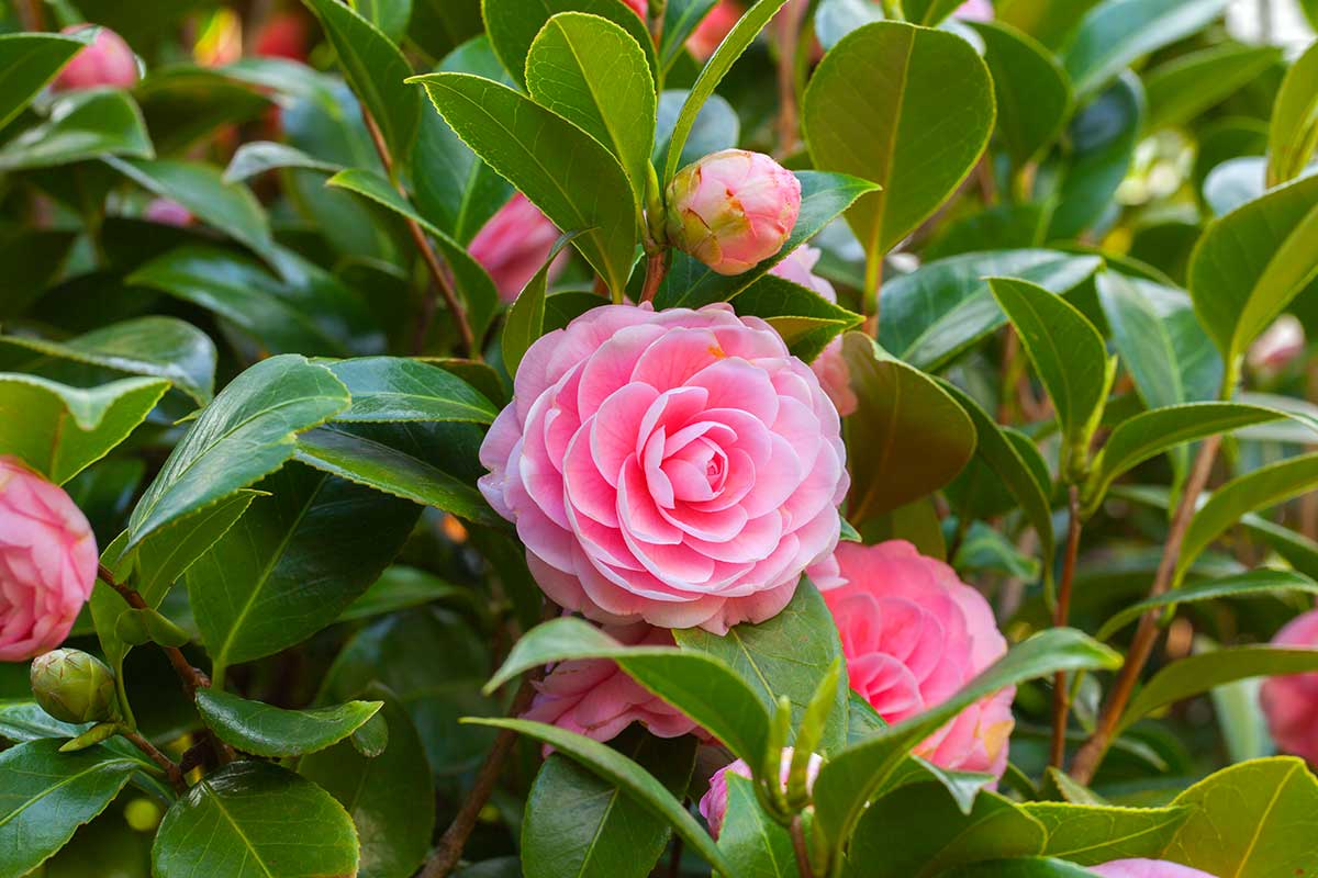 Camélia culture fleurs