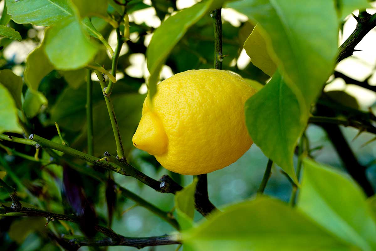 citron sur un arbre
