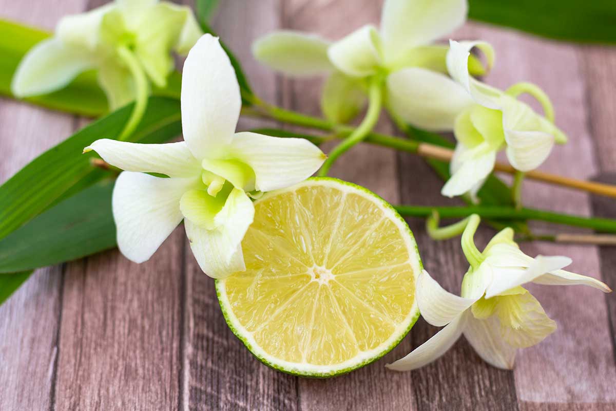 citron pour une orchidée