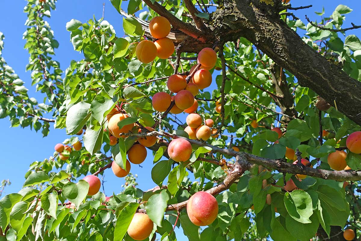 abricotier en été