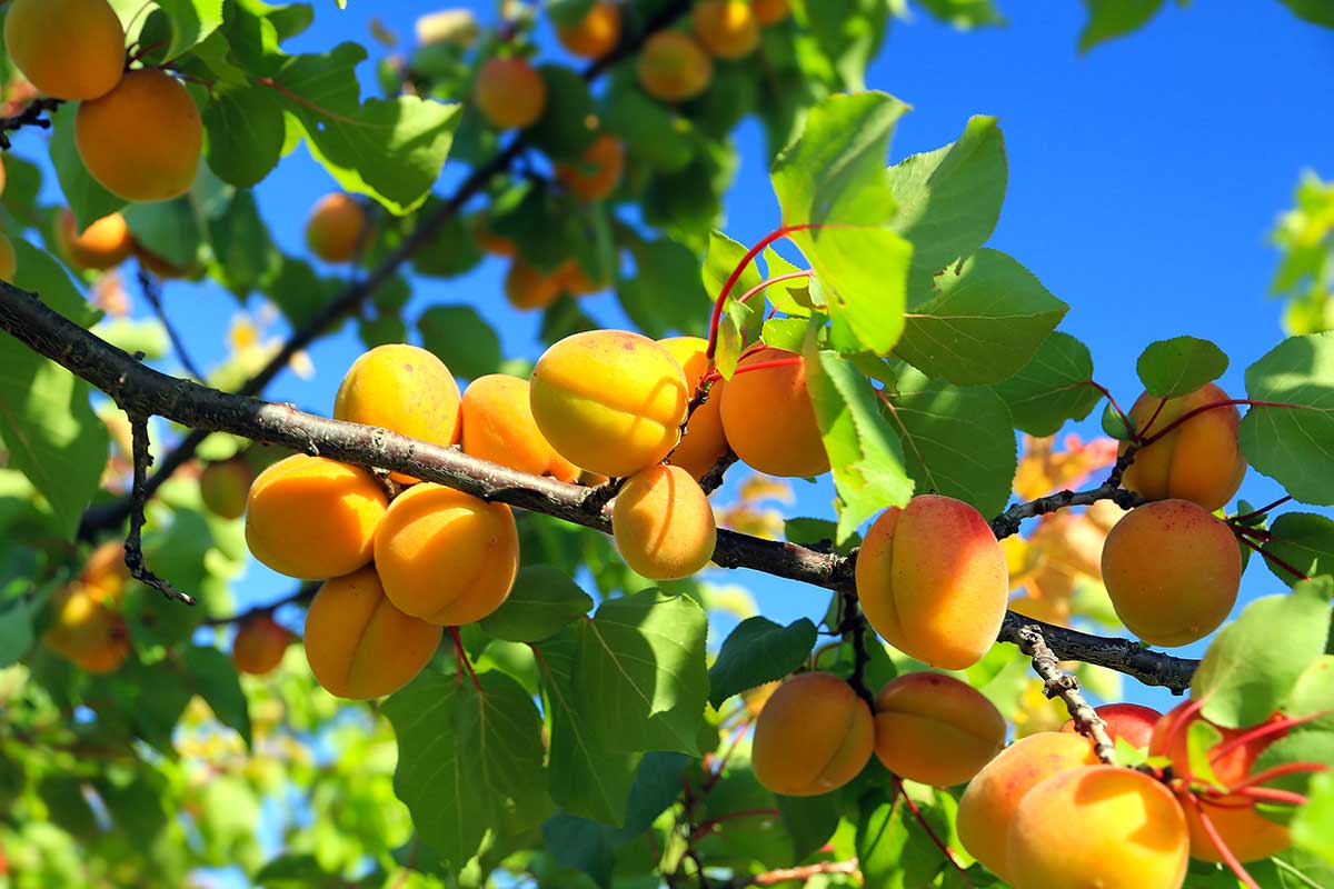 Comment tailler son abricotier en été