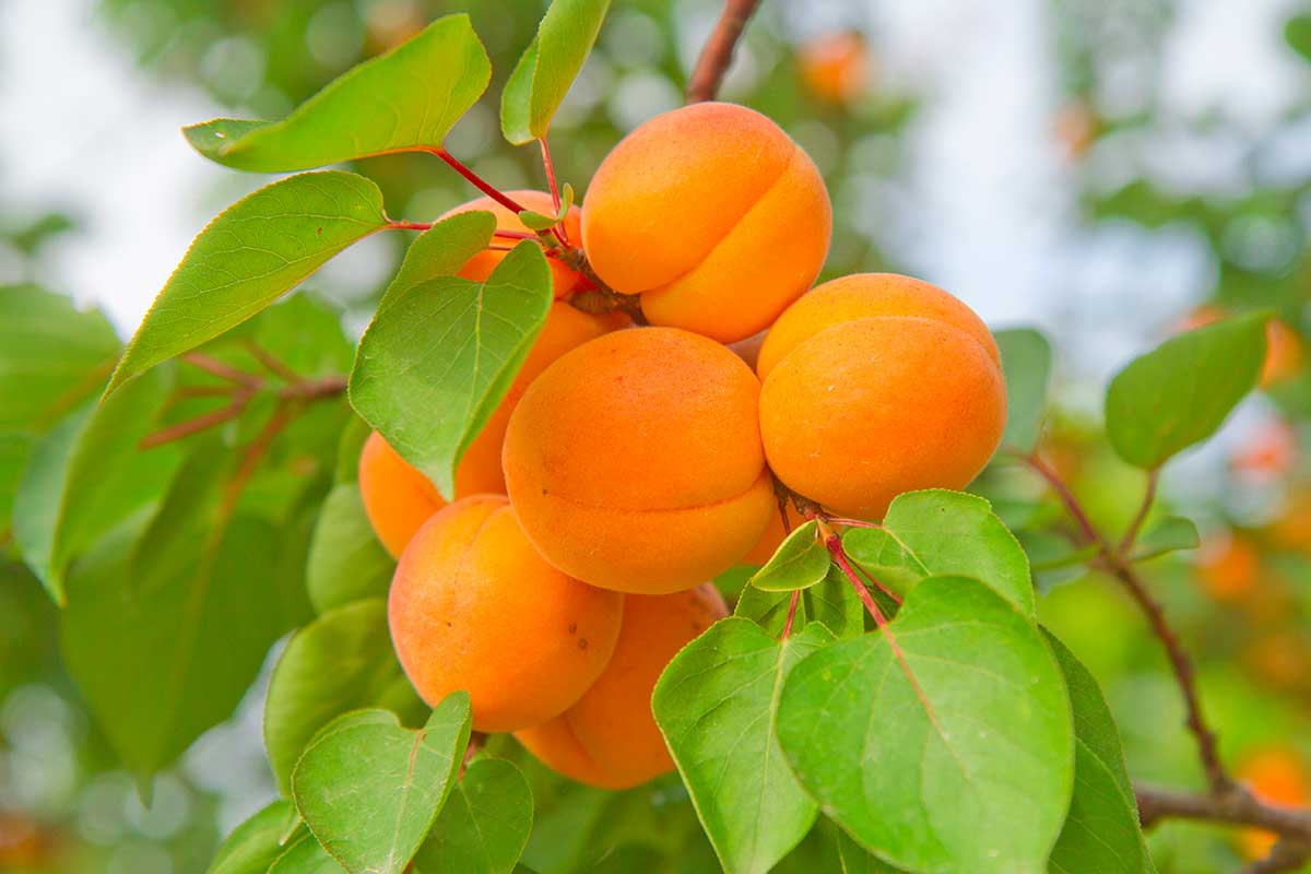 abricots sur un arbre