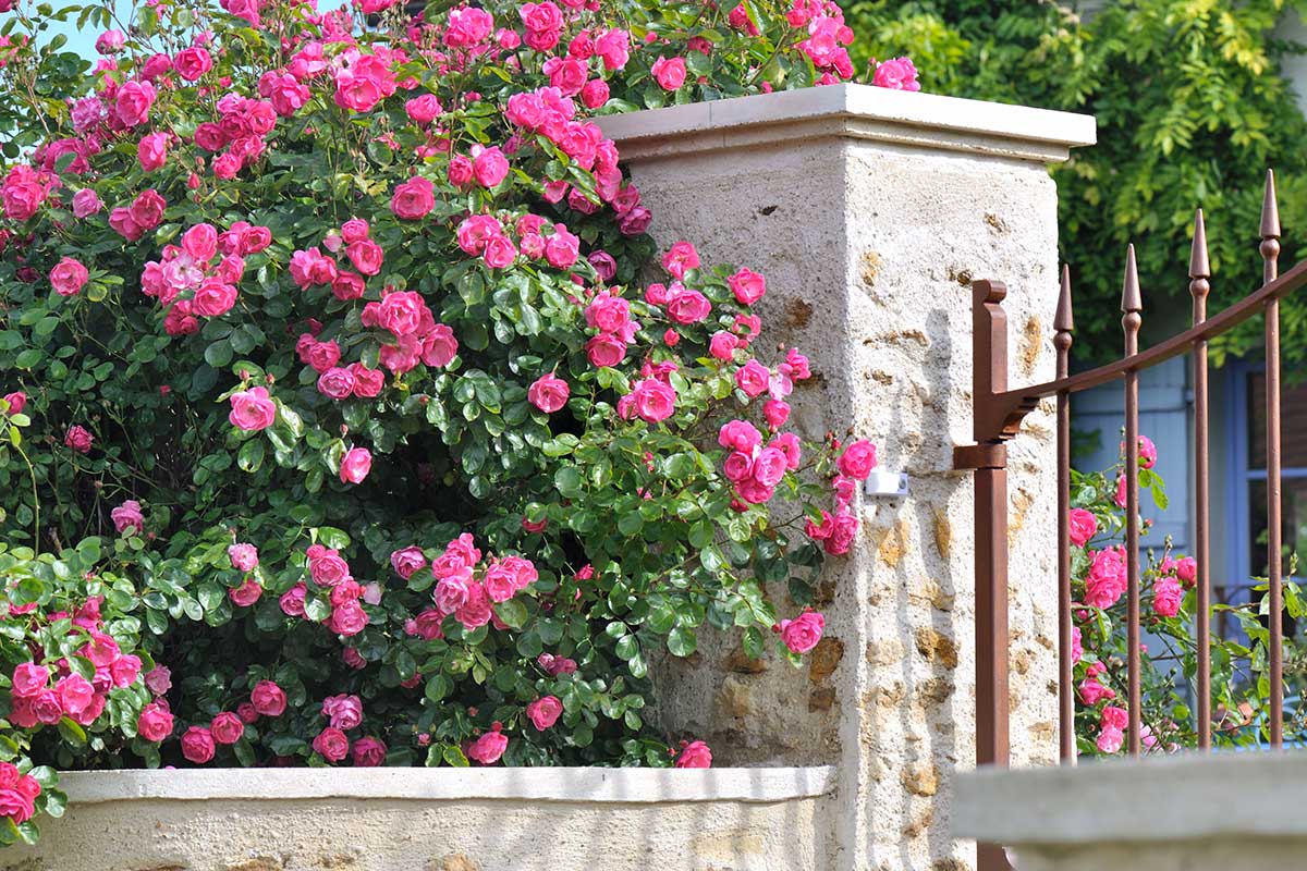 rosiers en pleine santé