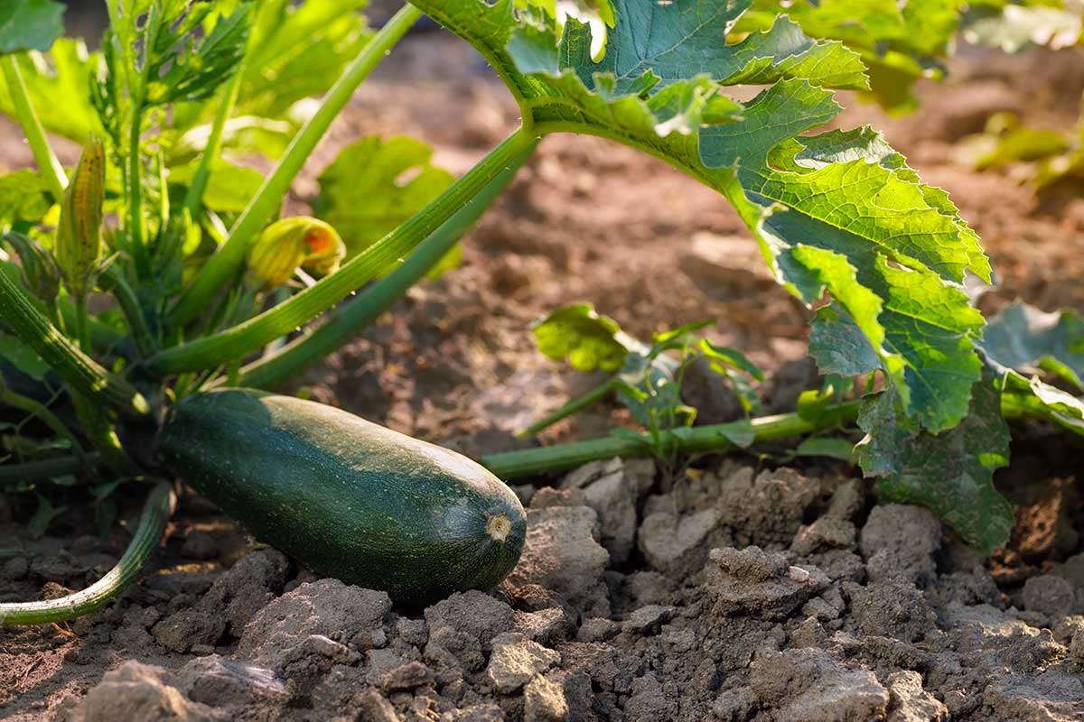 voisins bénéfiques des courgettes dans le potager