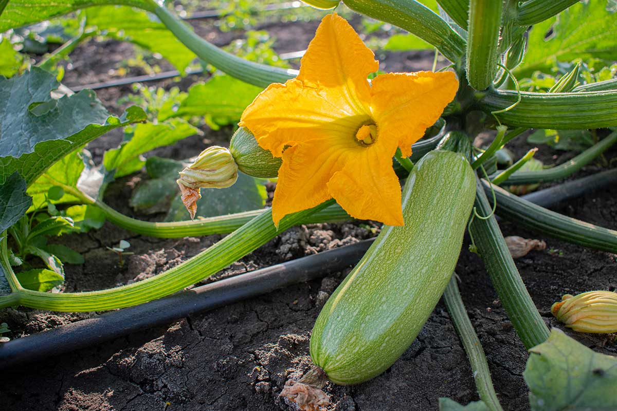 courgettes potager