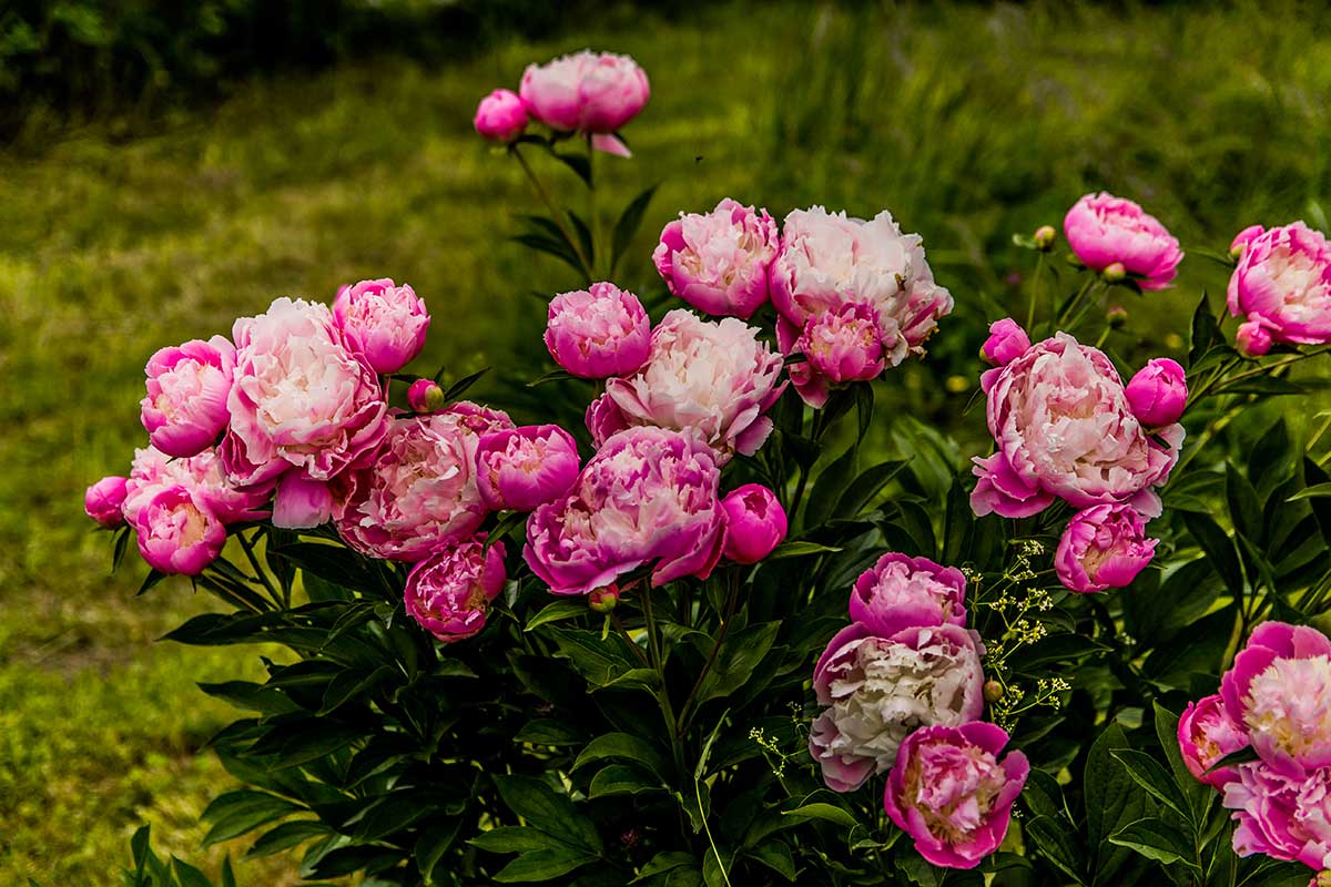 parterre de pivoines