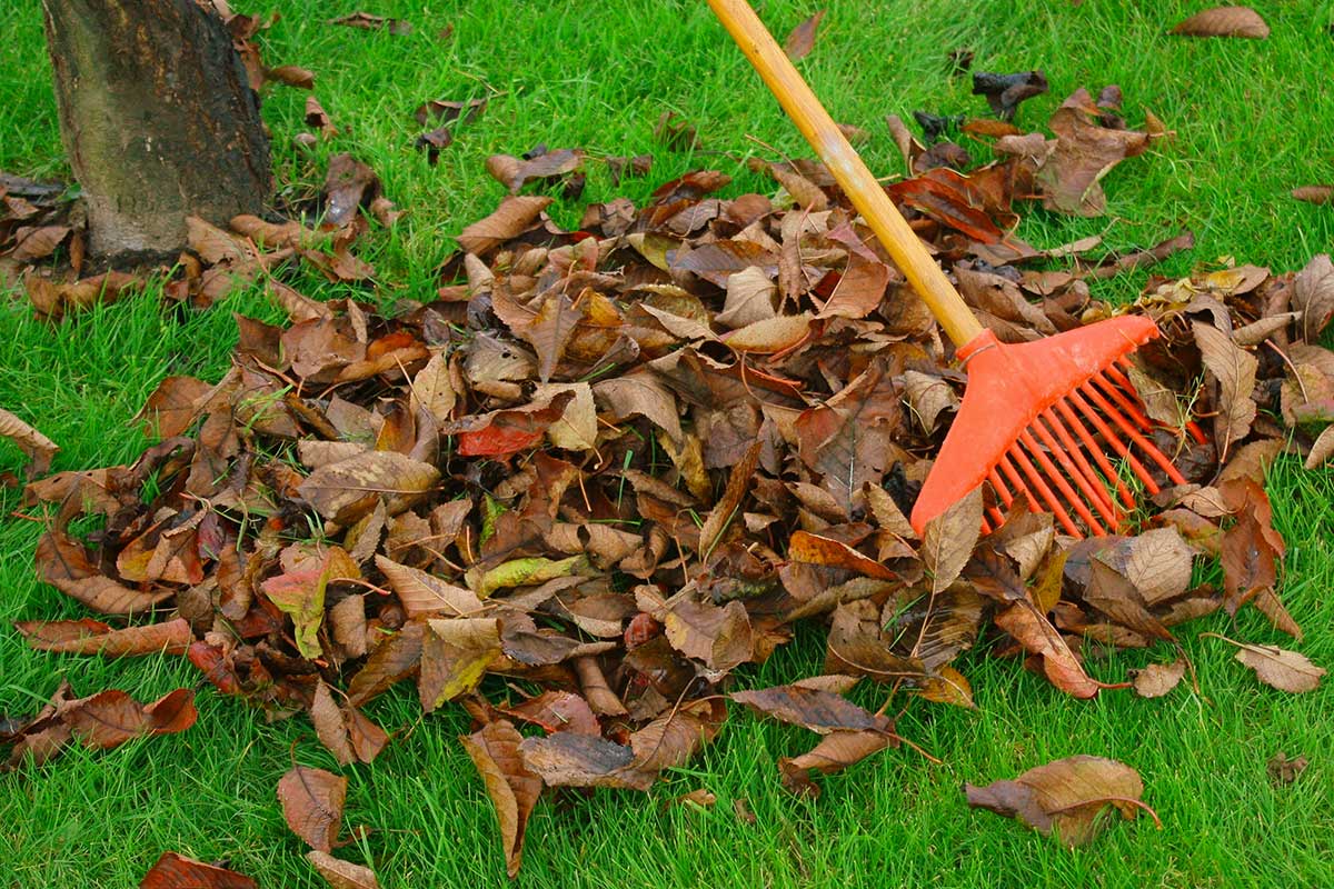 tas de feuilles mortes dans le jardin