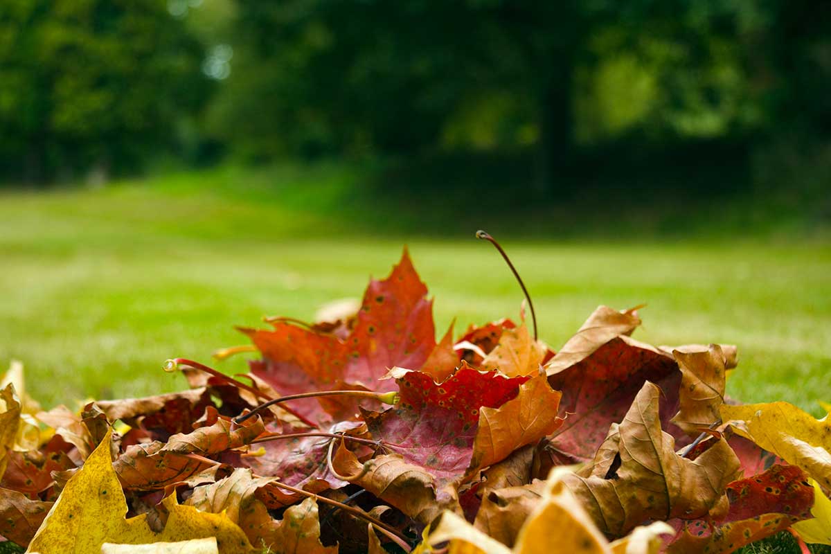 feuilles mortes fertilisant naturel