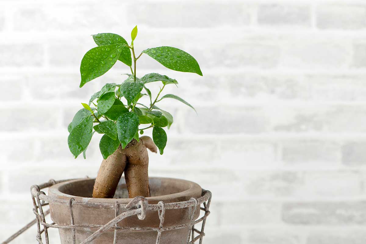 Ficus ginseng