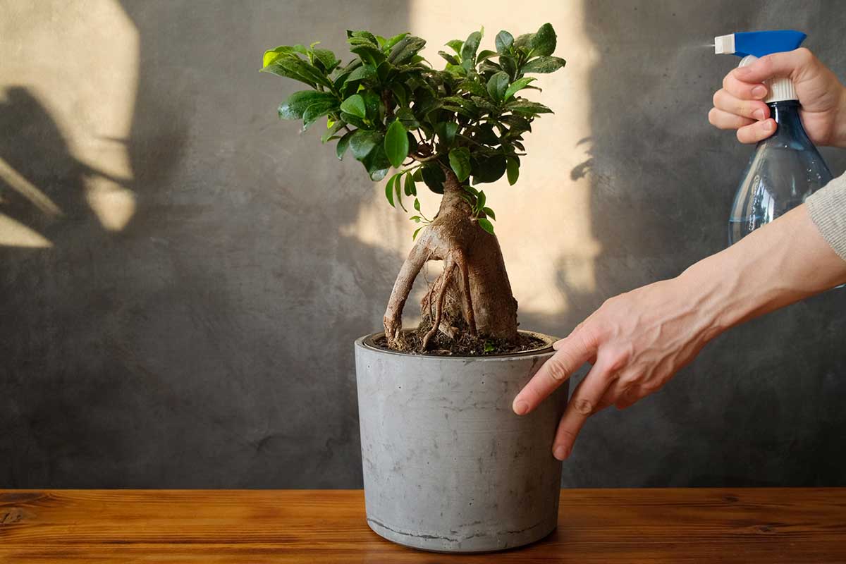 Ficus ginseng